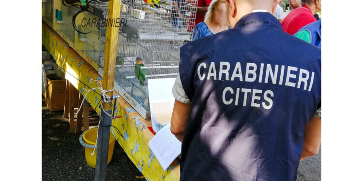 Indagini dei carabinieri forestali tra Fvg e Veneto