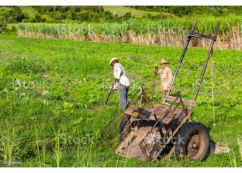 Il progetto presentato dal Ministero dell'Agricoltura dell'Avana