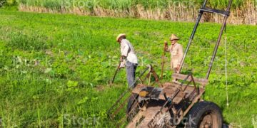 Il progetto presentato dal Ministero dell'Agricoltura dell'Avana