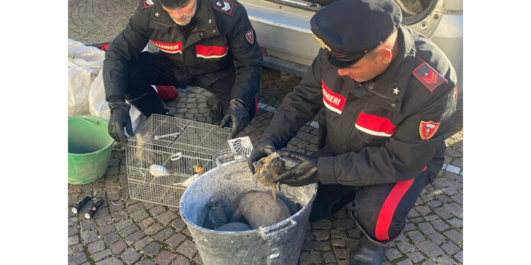 Nel Napoletano. Da una casa avevano razziato anche 6 tartarughe